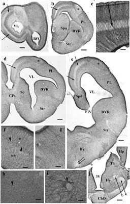 Distribution of GFAP in Squamata: Extended Immunonegative Areas, Astrocytes, High Diversity, and Their Bearing on Evolution